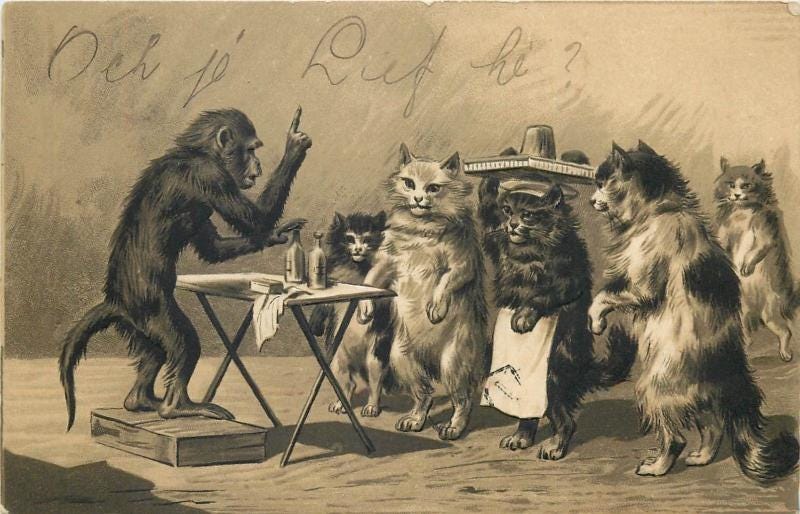 Anthropomorphic animals humanized embossed comic monkey teacher waiters cats | Topics - Animals - Other, Postcard / HipPostcard Anthropomorphic animals humanized embossed comic monkey teacher waiters cats | Topics - Animals - Other, Postcard / HipPostcard