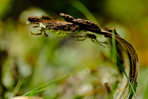 Brightly coloured berries, bark and leaves on an Aberdeenshire moss in late September