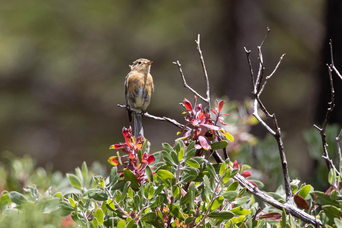 a small, scruffy, peach-colored bird stands upright on a twig atop a bush with small, green leaves in front of a blurred-out background. a small, scruffy, peach-colored bird stands upright on a twig atop a bush with small, green leaves in front of a blurred-out background.