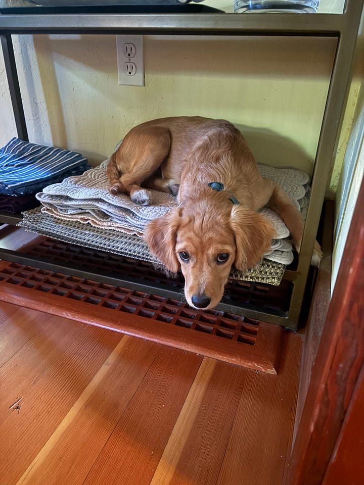 Puppy Finn 
