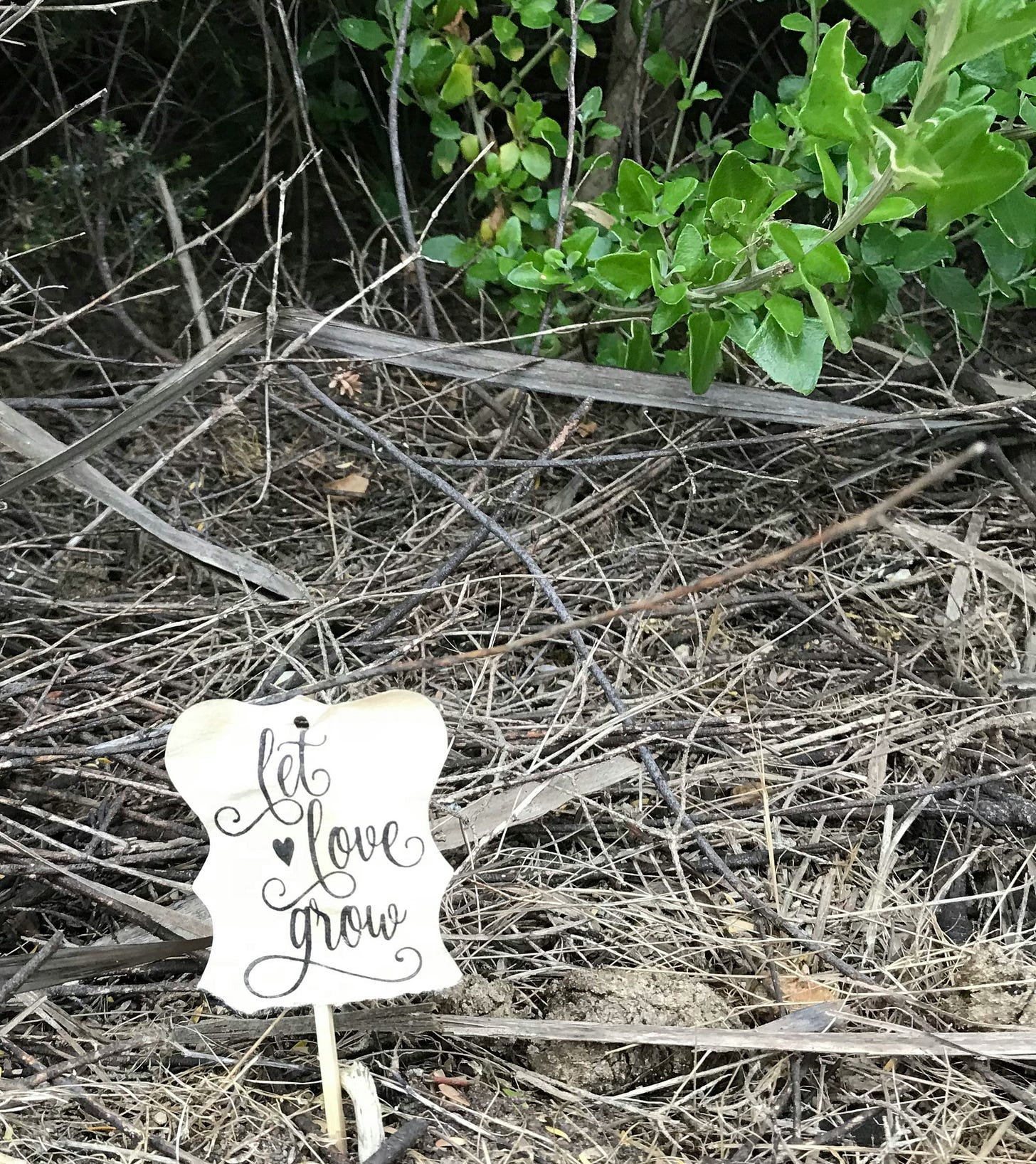 A little sign reading Let Love Grow on dried underbrush with a small plant growing green in the background