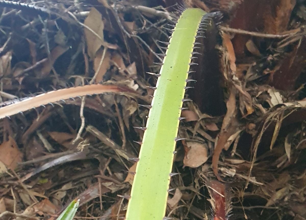 spines on cabbage tree palm