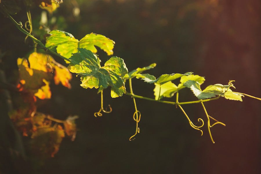 Sunlit grapevine tendrils stretch gracefully through warm golden light, their curling stems reaching outward as new leaves unfurl against a softly blurred background, capturing the Vine's instinct to seek connection and light. Sunlit grapevine tendrils stretch gracefully through warm golden light, their curling stems reaching outward as new leaves unfurl against a softly blurred background, capturing the Vine's instinct to seek connection and light.