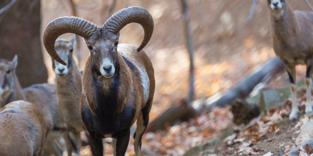 A herd of Cypriot Mouflon reintroduced to the mountains