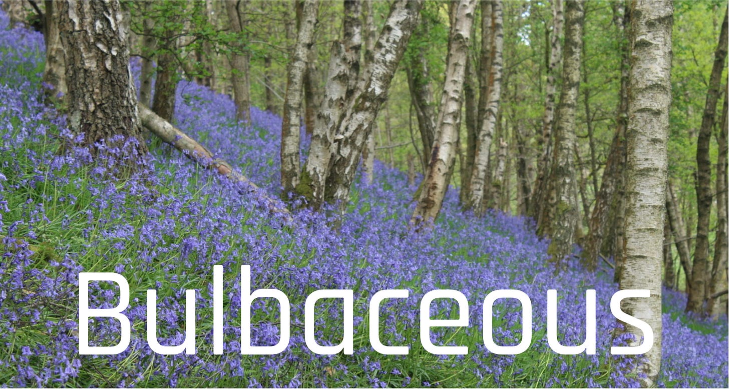 Bulbaceous native wildflowers plants