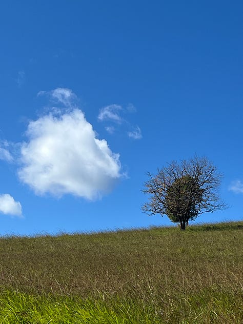 six photos: 1. a bright cloud with pink undertones floating over a hillside in the distance. 2. two trees overlayed on the left hand side of a hillside, blue sky behind with several puffy white clouds to the left of the tree. 3. dark menacing clouds filing the whole sky, with a strip of blue sky just beneath them and then low lying hills below that. 4. the mottled bark of a leopard tree, the colours include white, grey, and browns of all different shades. 5. a sunset photo with pinkish grey clouds, a patch of orange sky and low hills in the background. 6. a misty scene, a big tree fills the foreground and the sun is rising through the mist behind it. 