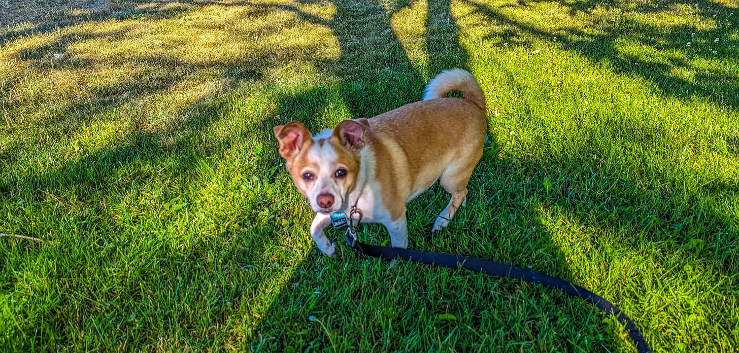 Buddy the dog.