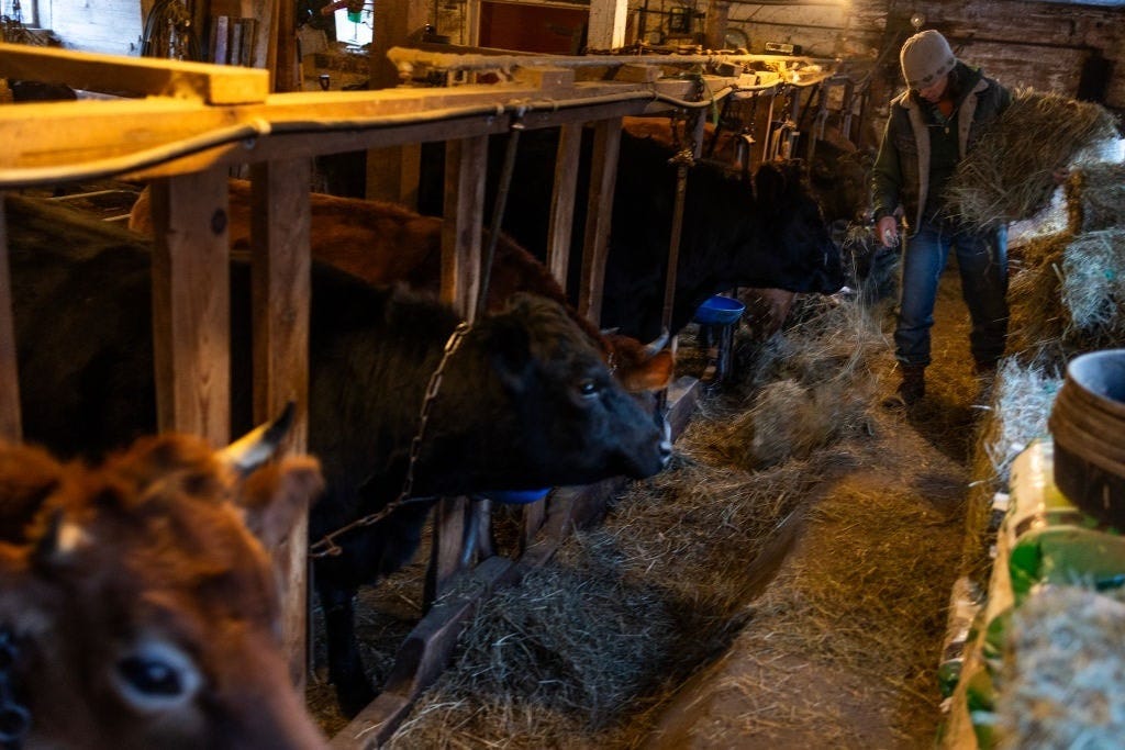 GettyImages-1872334633 cows