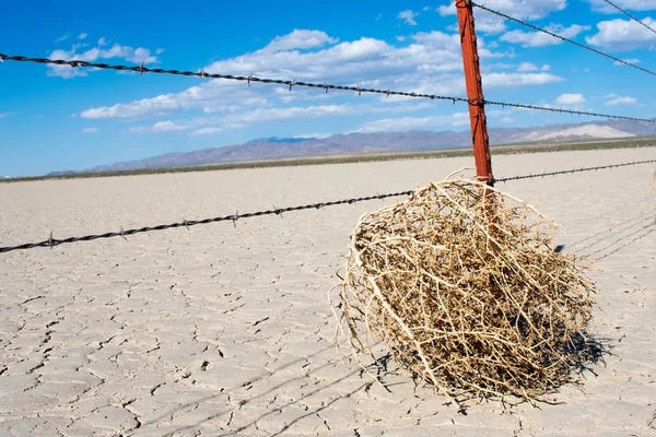 The tumbling tumbleweeds of NSW Strata Law Reform