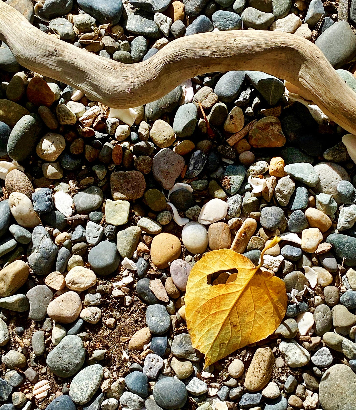 Cottonwood leaf on the beach in August. Photo by JPC.