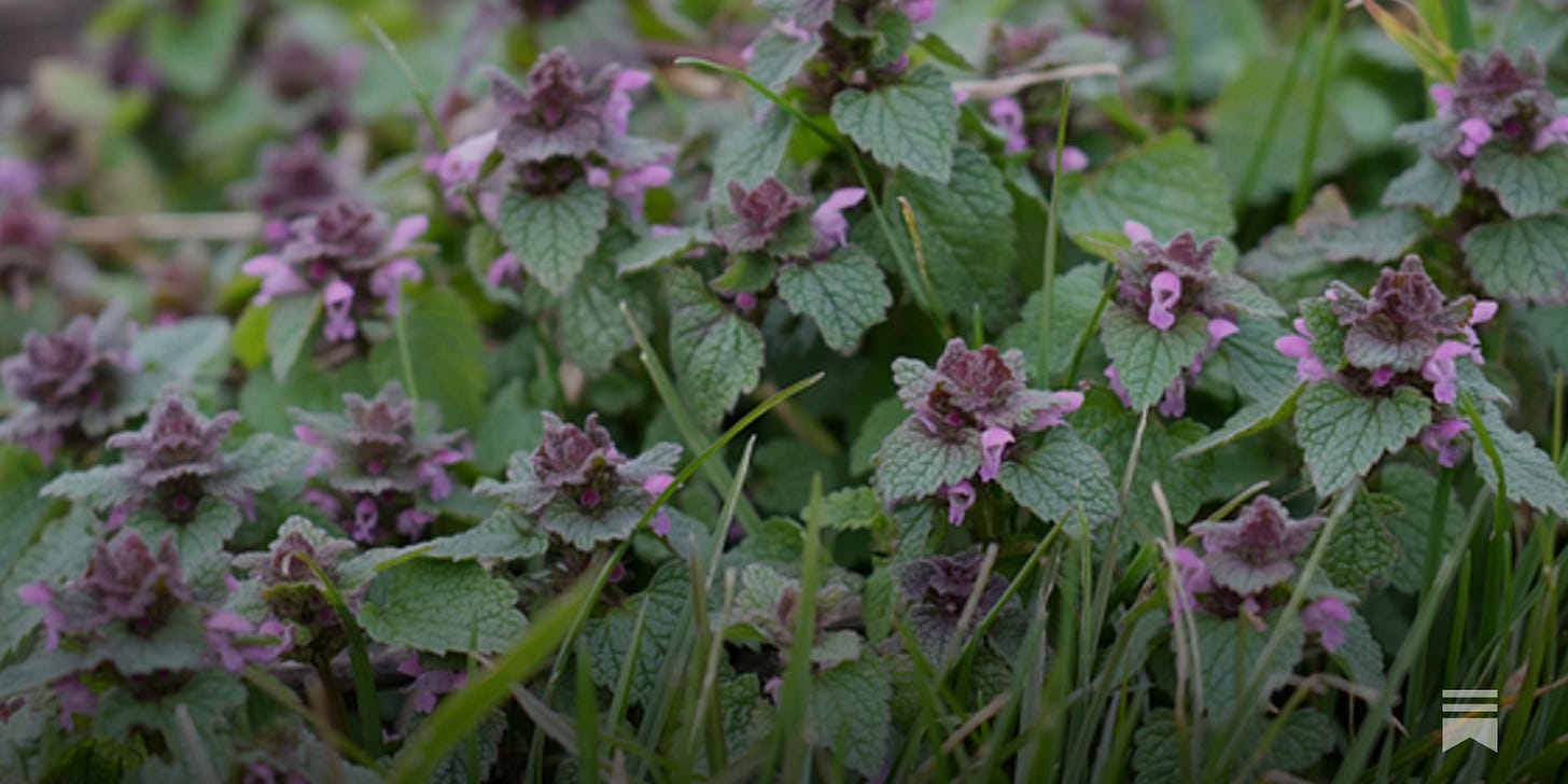 Lamium purpureum | purple dead-nettle Lamium purpureum | purple dead-nettle