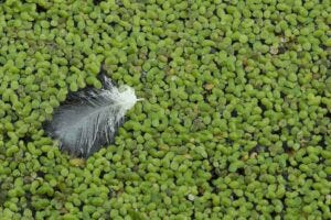 Duckweed