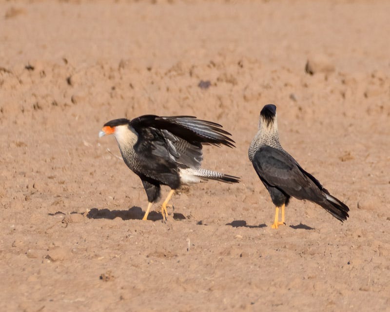 20251204-Manville-5-Edit.jpg 20251204-Manville-5-Edit.jpg