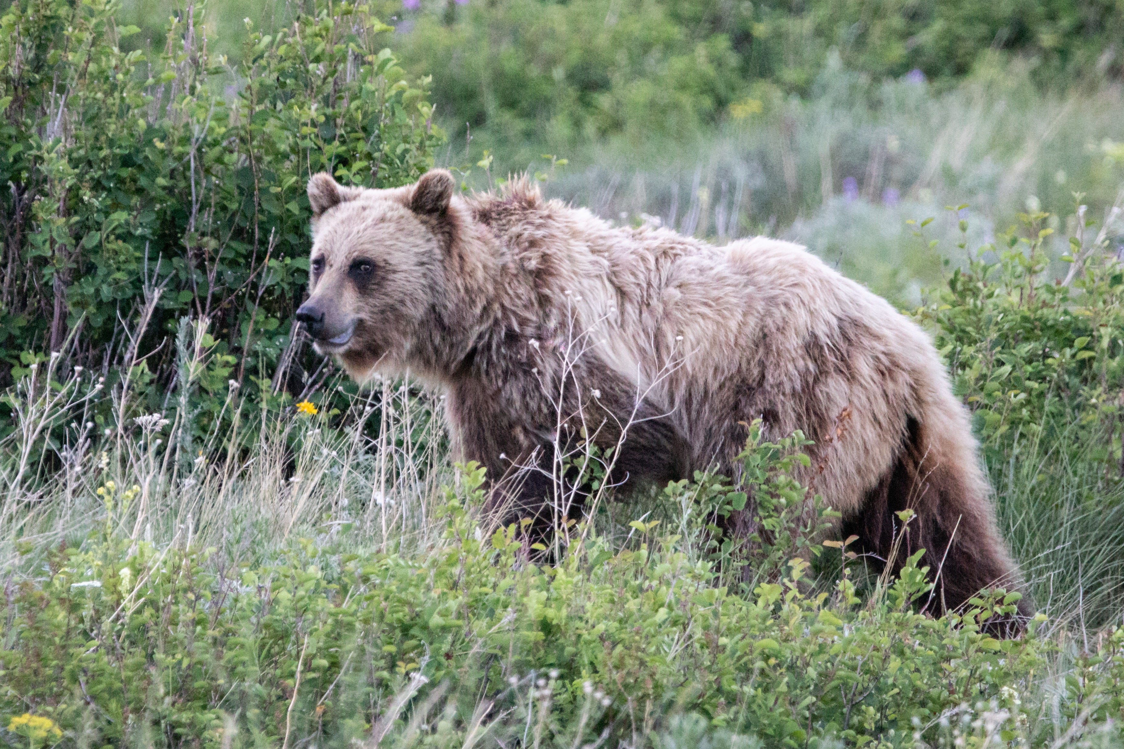 Federal Agencies Shrink "Secure Habitat" for Grizzly Bears From 2,500 Acres to 1 Acre for Logging Project in Montana