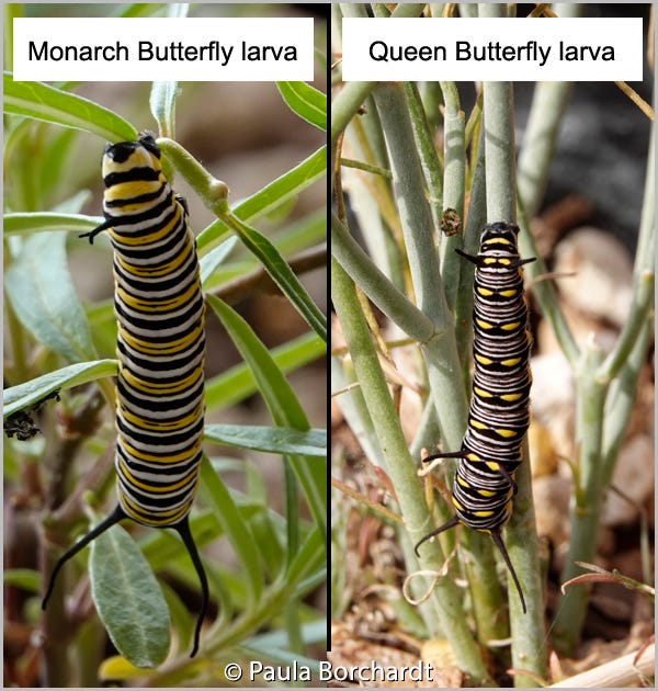 Two photos of a Monarch Butterfly larva and a Queen Butterfly larva, showing their different sizes, patterns, and number of tubercles