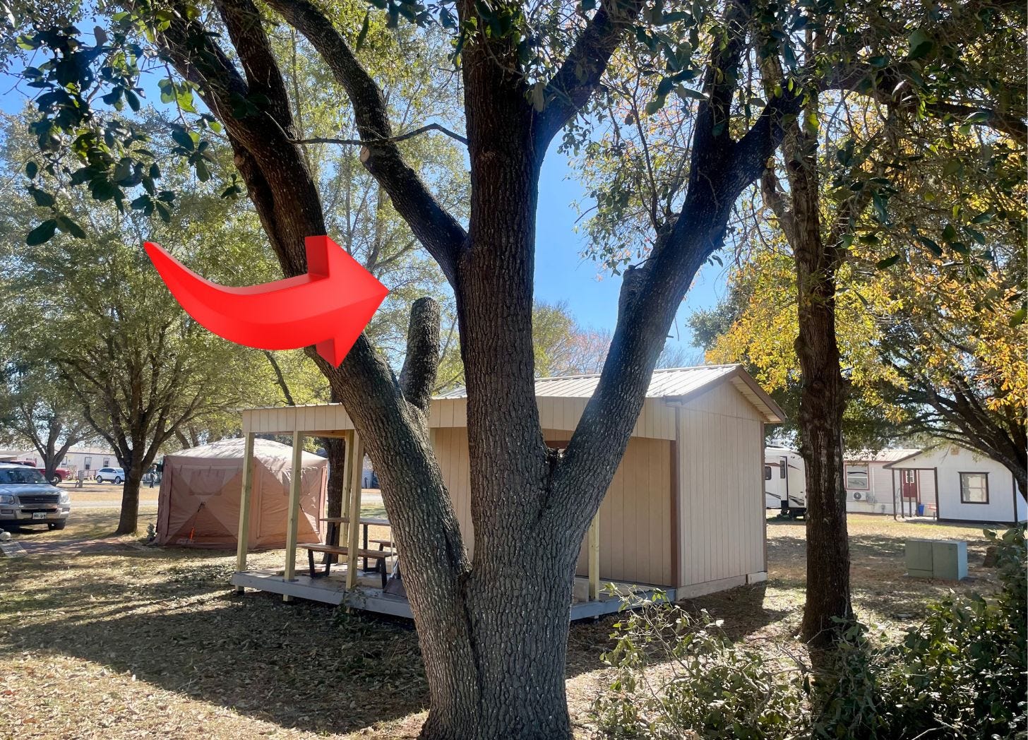 A picture of the tree on our site with a red arrow pointing to the cut that was made. I used Canva to add the arrow. A picture of the tree on our site with a red arrow pointing to the cut that was made. I used Canva to add the arrow.