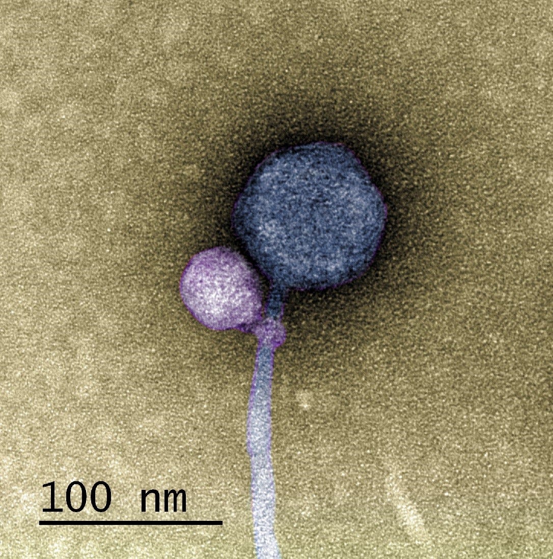 A microscope image of the helper virus and satellite virus attached together. The helper is a large blue ball with a long light blue tail. The satellite is a small purple ball with a tiny purple loop wrapped around the light blue tail, right next to the blue ball. Tan background. A microscope image of the helper virus and satellite virus attached together. The helper is a large blue ball with a long light blue tail. The satellite is a small purple ball with a tiny purple loop wrapped around the light blue tail, right next to the blue ball. Tan background.
