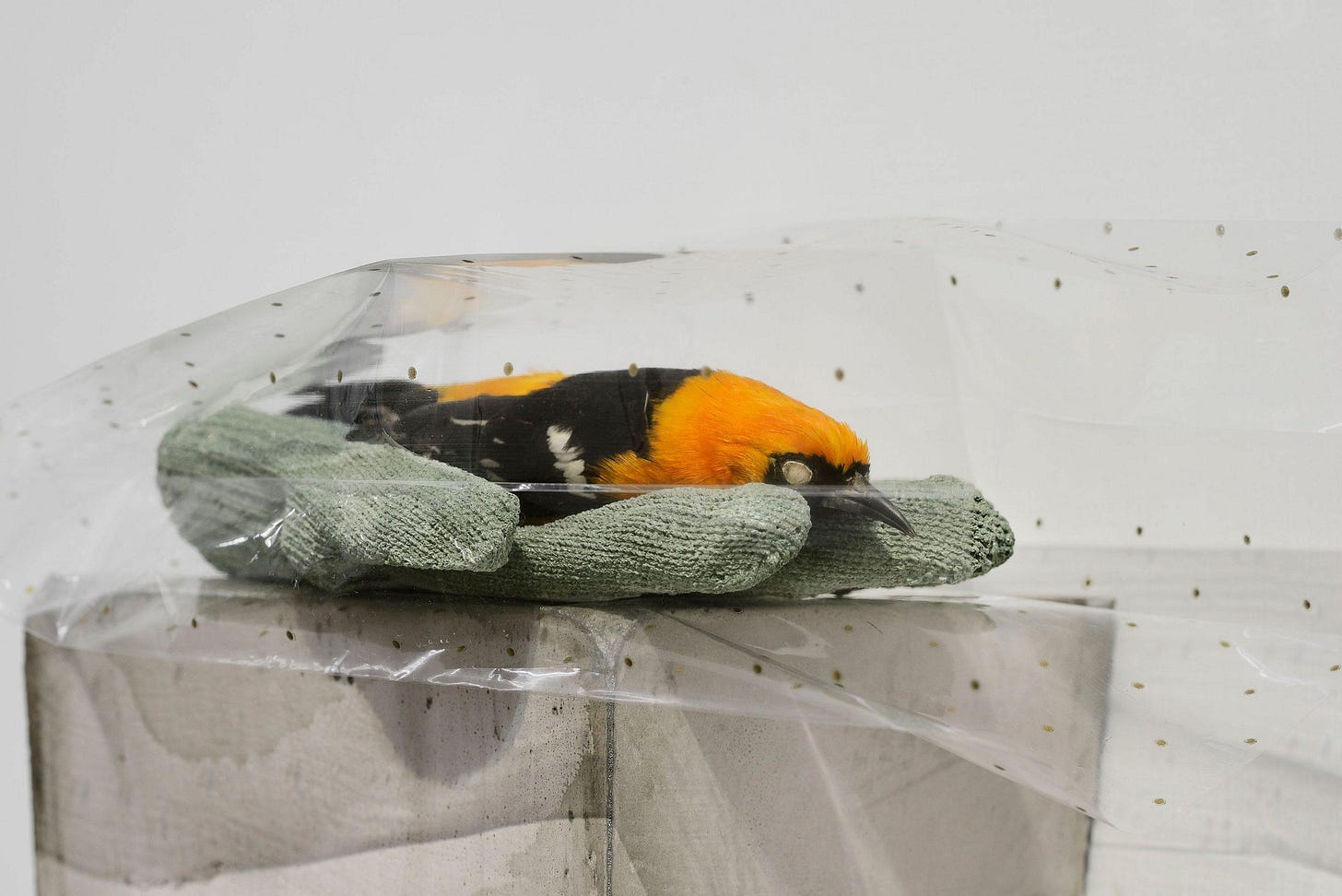 Liz Magor, Small Hand (detail), 2019. Courtesy JW Anderson Ltd, London. Photo Roberto Apa, courtesy of the artist and Fondazione Giuliani, Rome