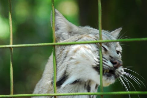 Bobcat_Rubbing_similarities_between_domestic_cats_and_big_cats Bobcat_Rubbing_similarities_between_domestic_cats_and_big_cats