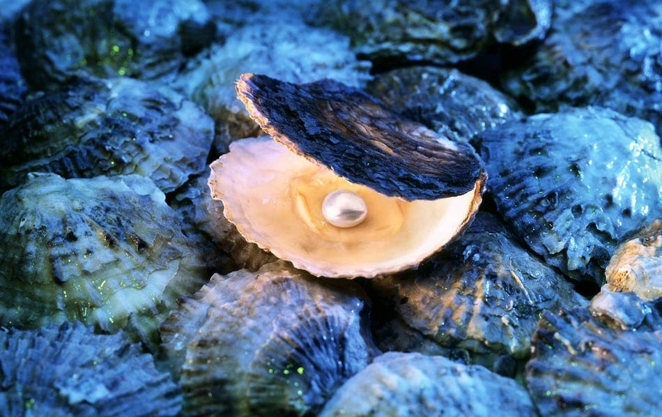 From Grain to Glamour: The Oyster's Pearl-Making Process From Grain to Glamour: The Oyster's Pearl-Making Process