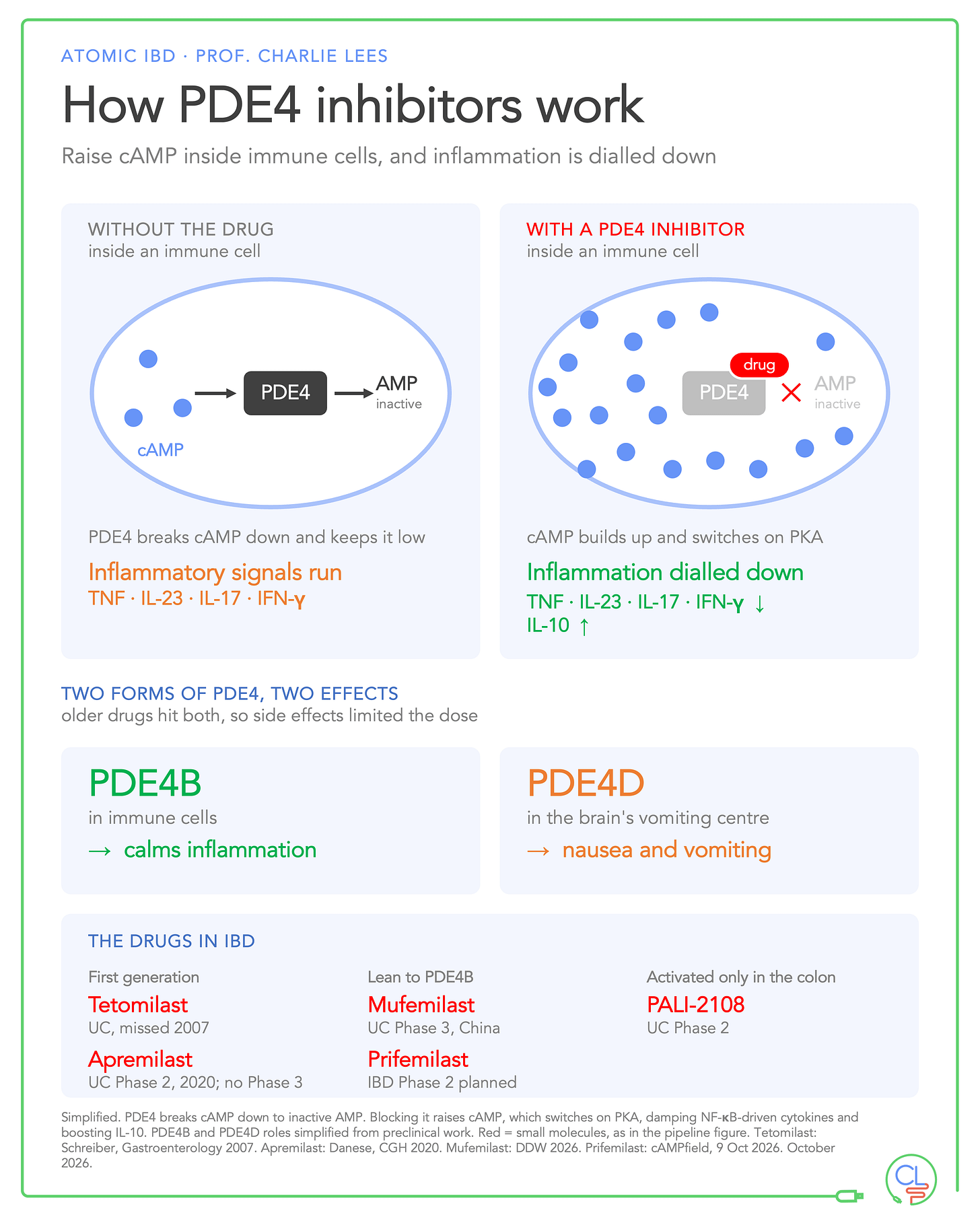 Diagram of how PDE4 inhibitors work. Blocking PDE4 lets cAMP build up in immune cells, which turns down TNF, IL-23, IL-17 and IFN-γ and turns up IL-10. PDE4B is linked to the anti-inflammatory effect and PDE4D to nausea. The drugs in IBD: tetomilast, apremilast, mufemilast, prifemilast and PALI-2108.