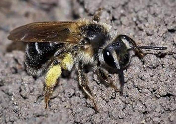 Andrena spp. carrying pollen (iNaturalist)