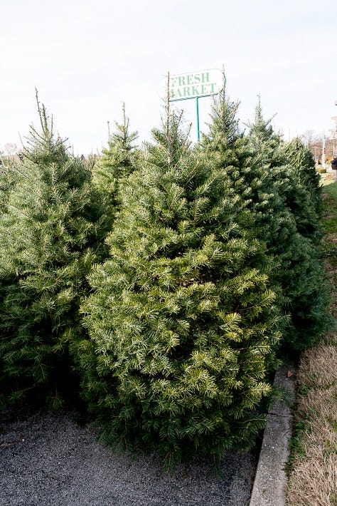 Images of Christmas trees in sales lots, in piles, and in a boat 