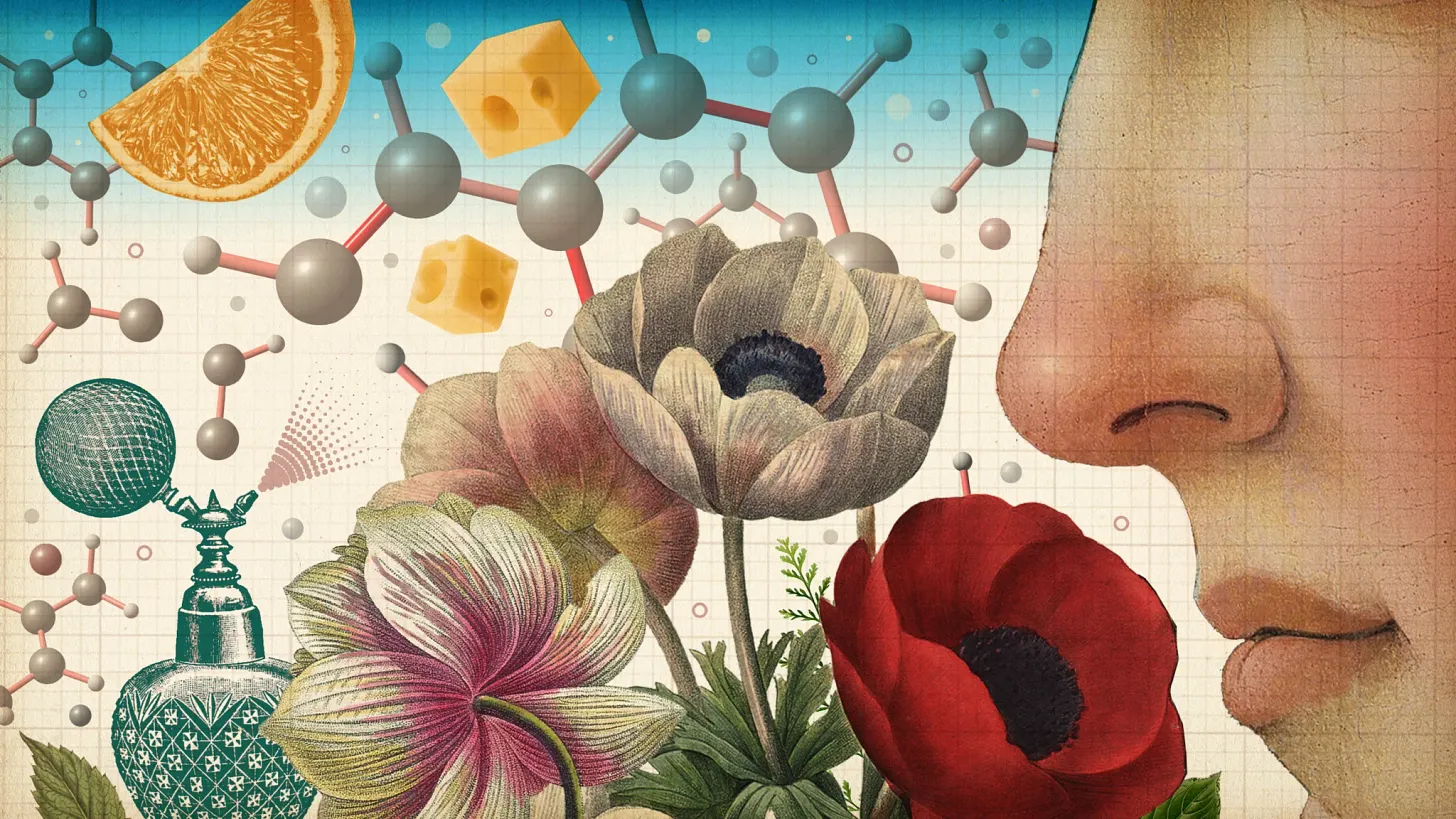 The Aroma of Knowledge