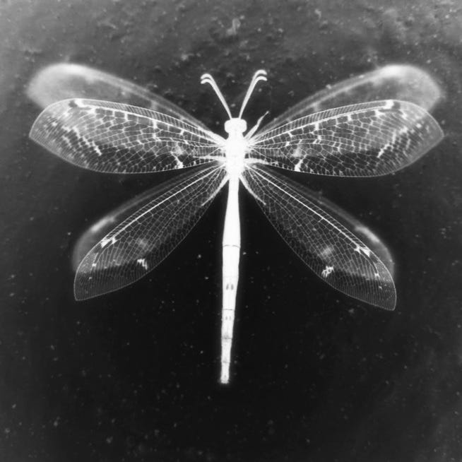 Madison Griffiths: Essays