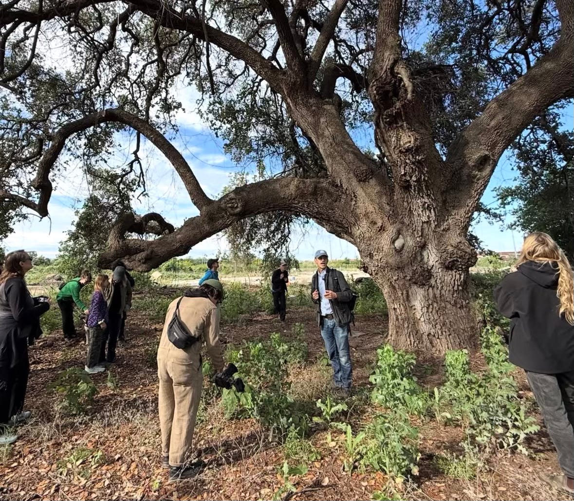 Group standing under large ancient oak