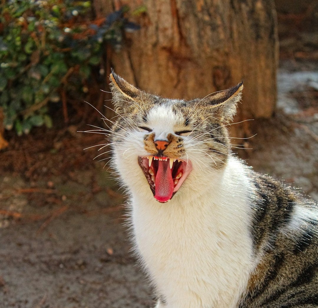 A tabby and white cat yawning widely outdoors