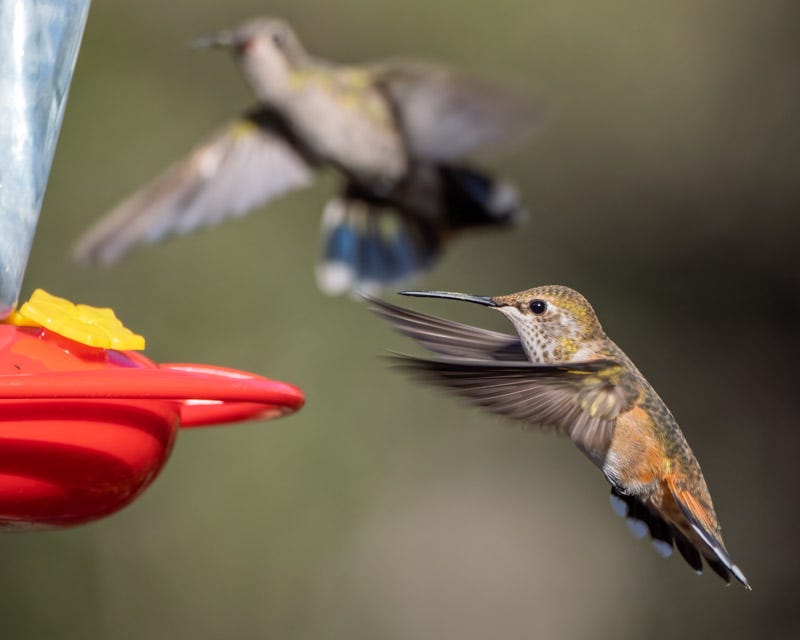 20250901-MaderaCanyon-879-Edit.jpg 20250901-MaderaCanyon-879-Edit.jpg