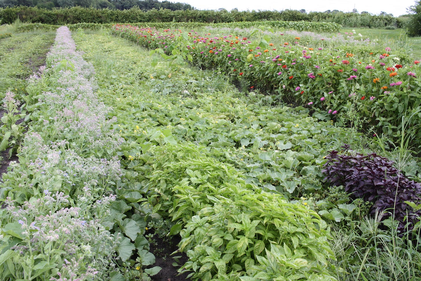 melons with flowers at the farm