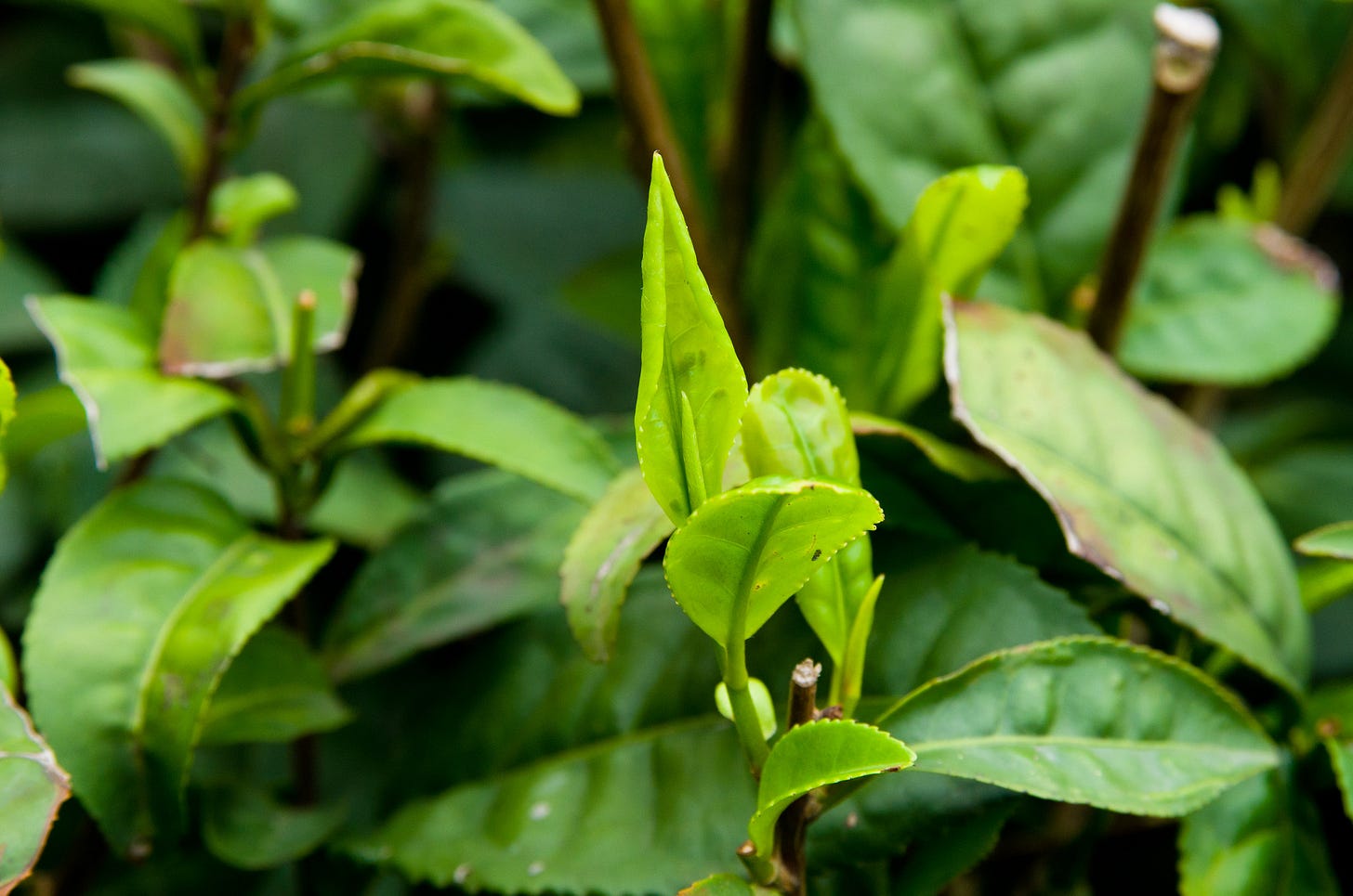 ID: Young tea leaves and buds