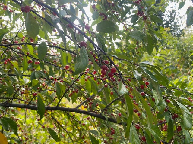 autumn olive food forest