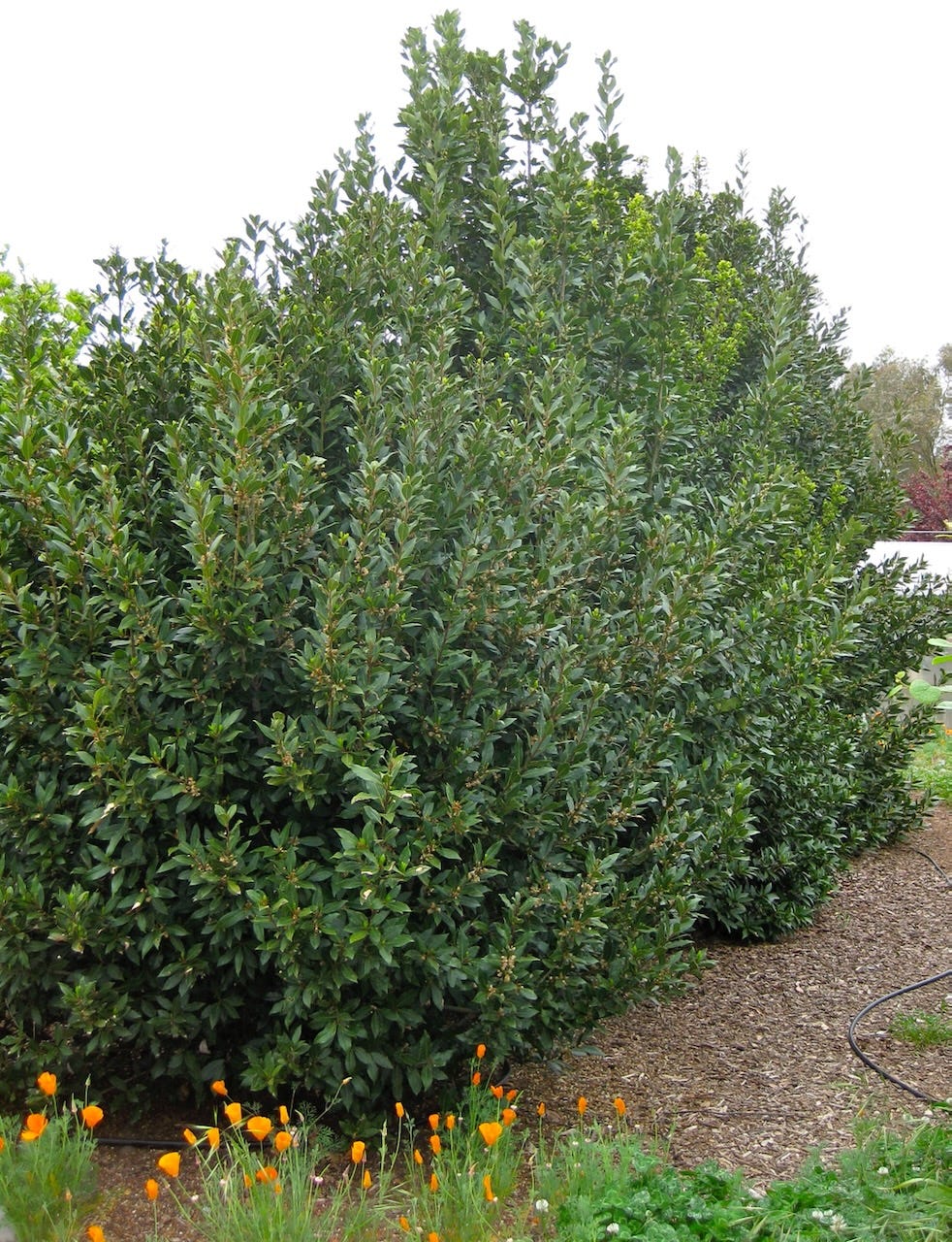 Bay Laurel tree