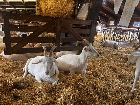 Amsterdam, biodynamic goat farm near Amsterdam and a close friend gifted this magical Celestine crystal