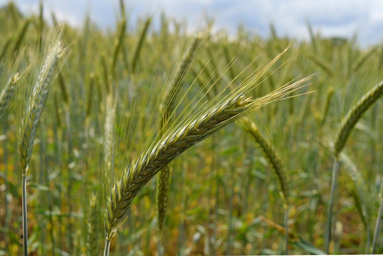Free Rye Rye Field photo and picture Free Rye Rye Field photo and picture