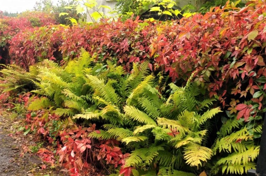 Ostrich Fern and Virginia Creeper at Veddw Garden copyright Anne Wareham