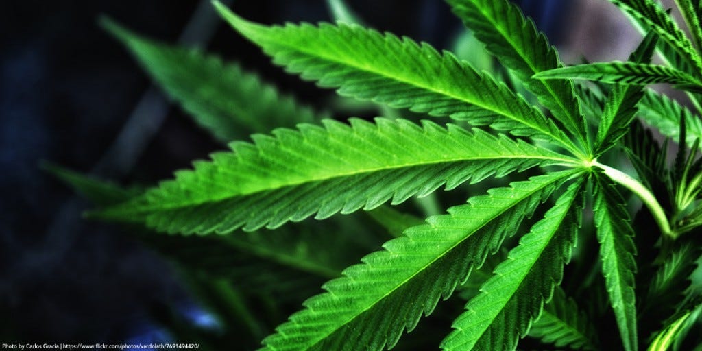 Marijuana-Carlos-Gracia Marijuana-Carlos-Gracia