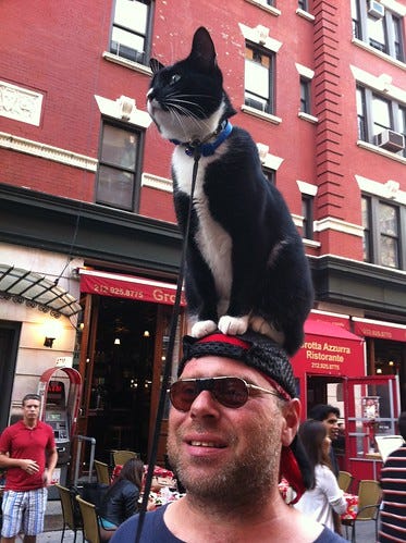 Famous "cat on head" guy Famous "cat on head" guy