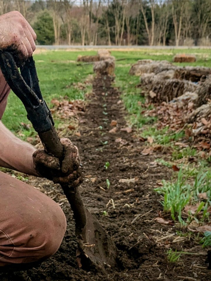 Photo of a tray full of soil blocks with green sprouts coming from each. Photo of a man digging into a garden row with a shovel.