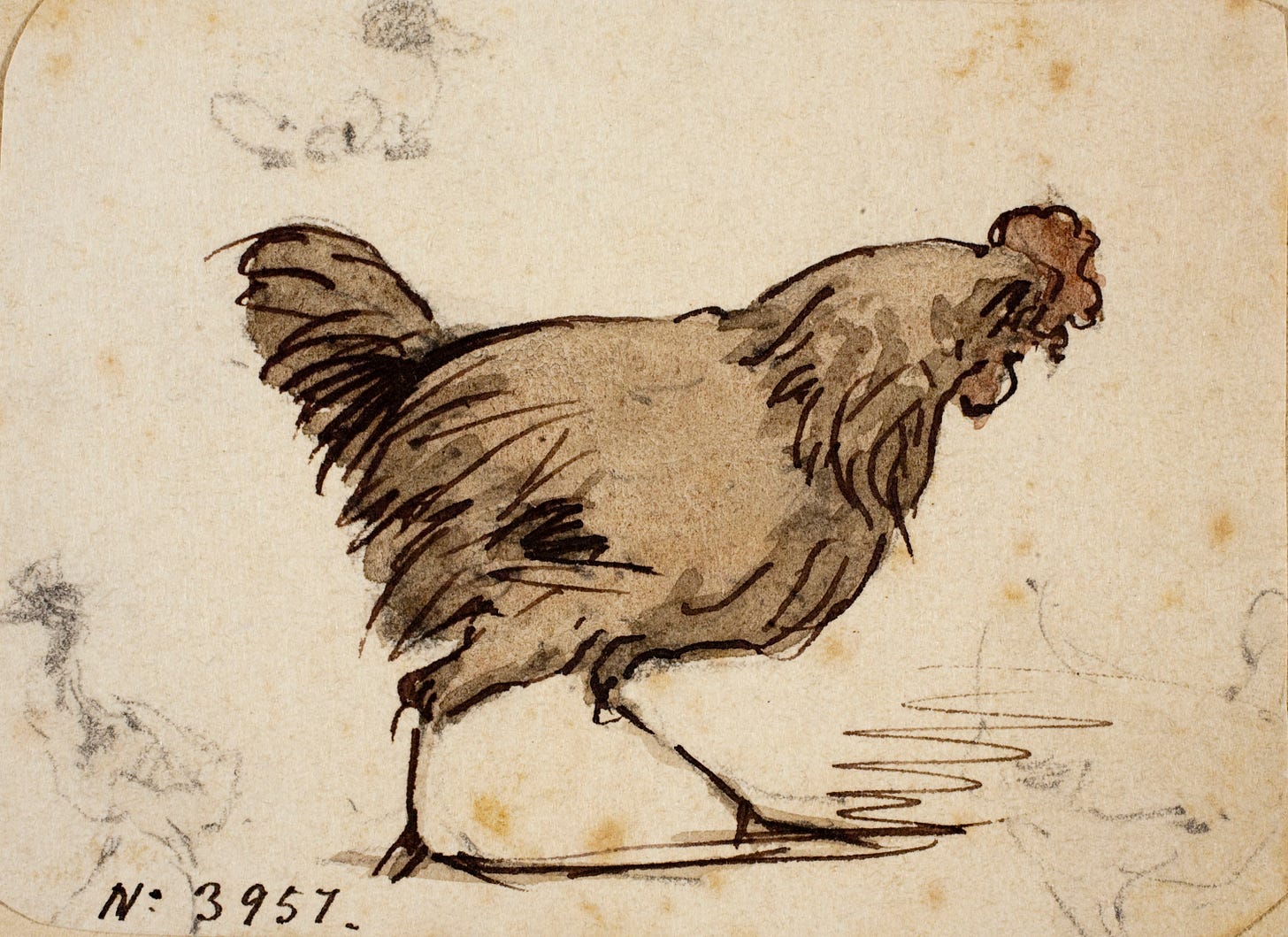 Modest Urgell - Gallina - Cap a 1861-1888