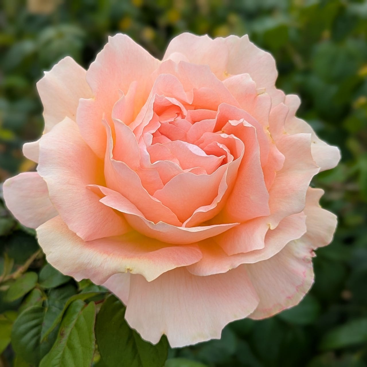 Hopeful Headlines\ud83c\udf39