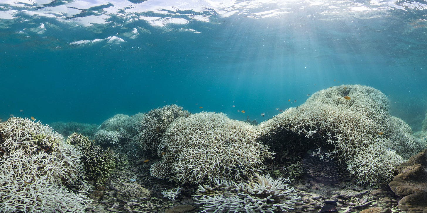White bleached coral, dead, almost no fish life. White bleached coral, dead, almost no fish life.