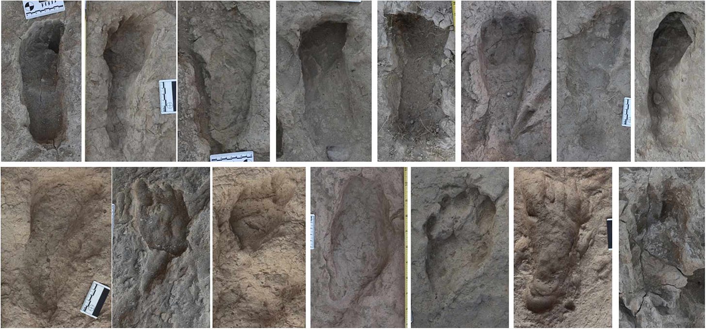 An array of 15 different hominin footprints showing varied preservation and shapes