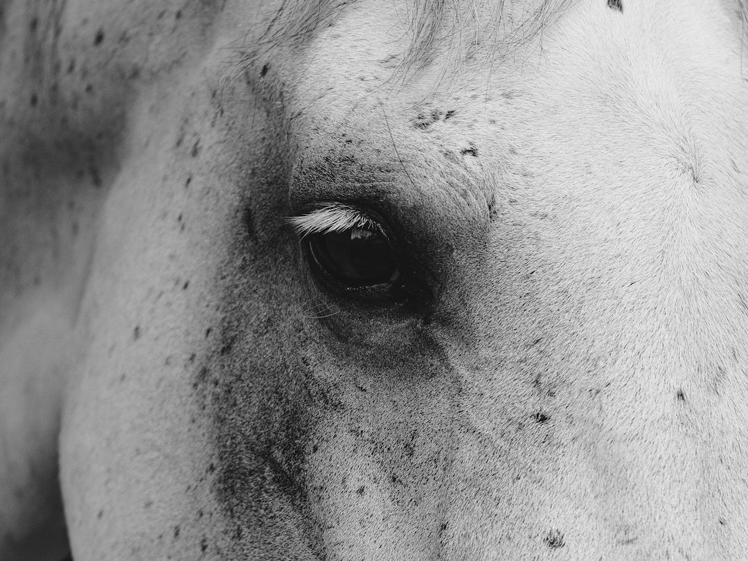 A black and white photo of a horse's face
