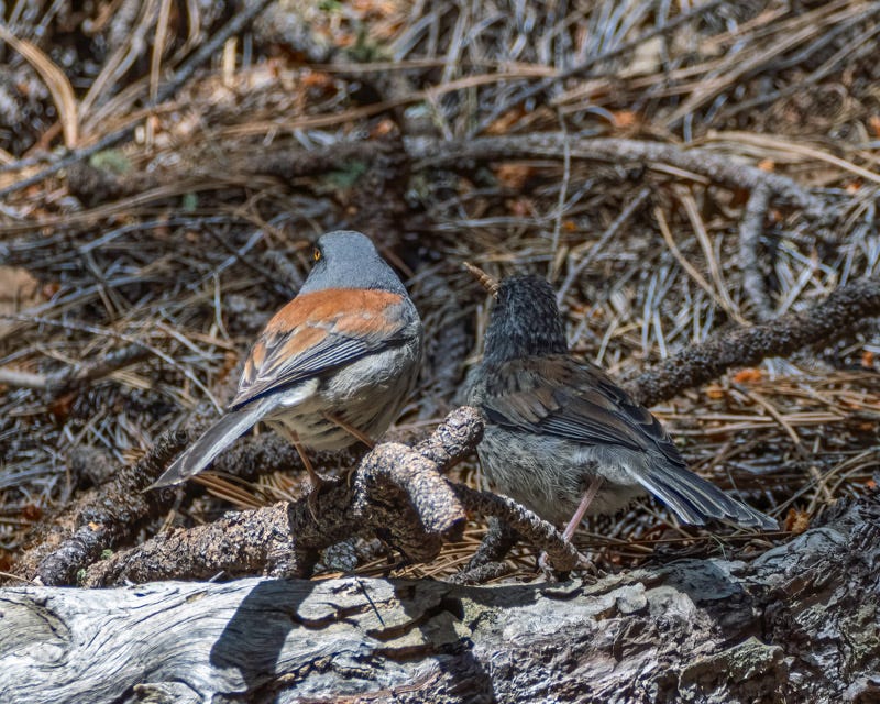 20260521-MountLemmon-157-Edit.jpg