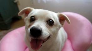 A dog with its tongue out

AI-generated content may be incorrect.