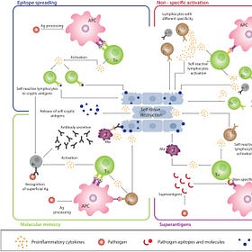 Growing evidence suggests an autoimmune response post-COVID infection and COVID vaccination.